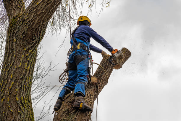 Tree Health Inspection in Nampa, ID